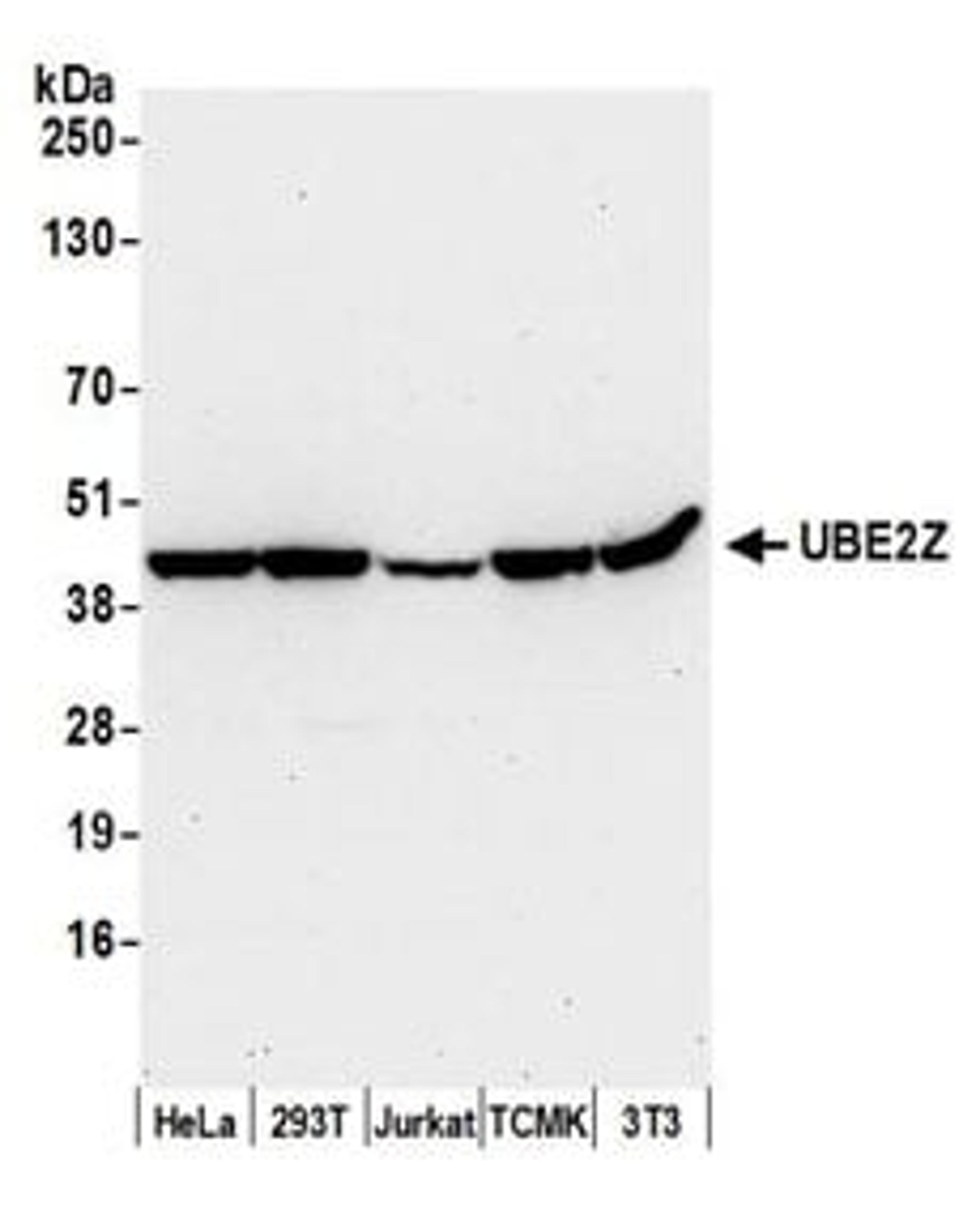 Detection of human and mouse UBE2Z by western blot.