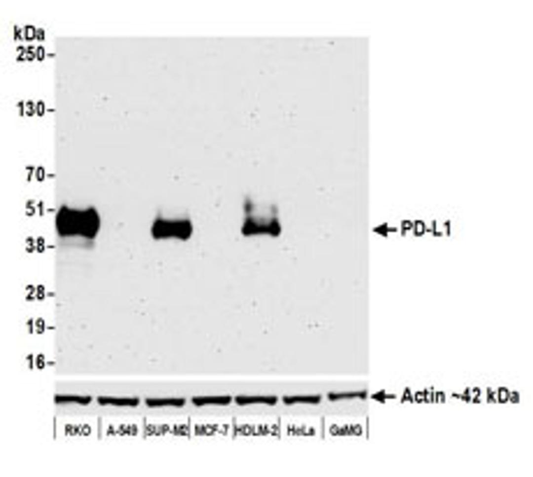 Detection of human PD-L1 by western blot.