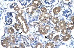 Antibody used in IHC on Human kidney at 4.0-8.0 ug/ml.