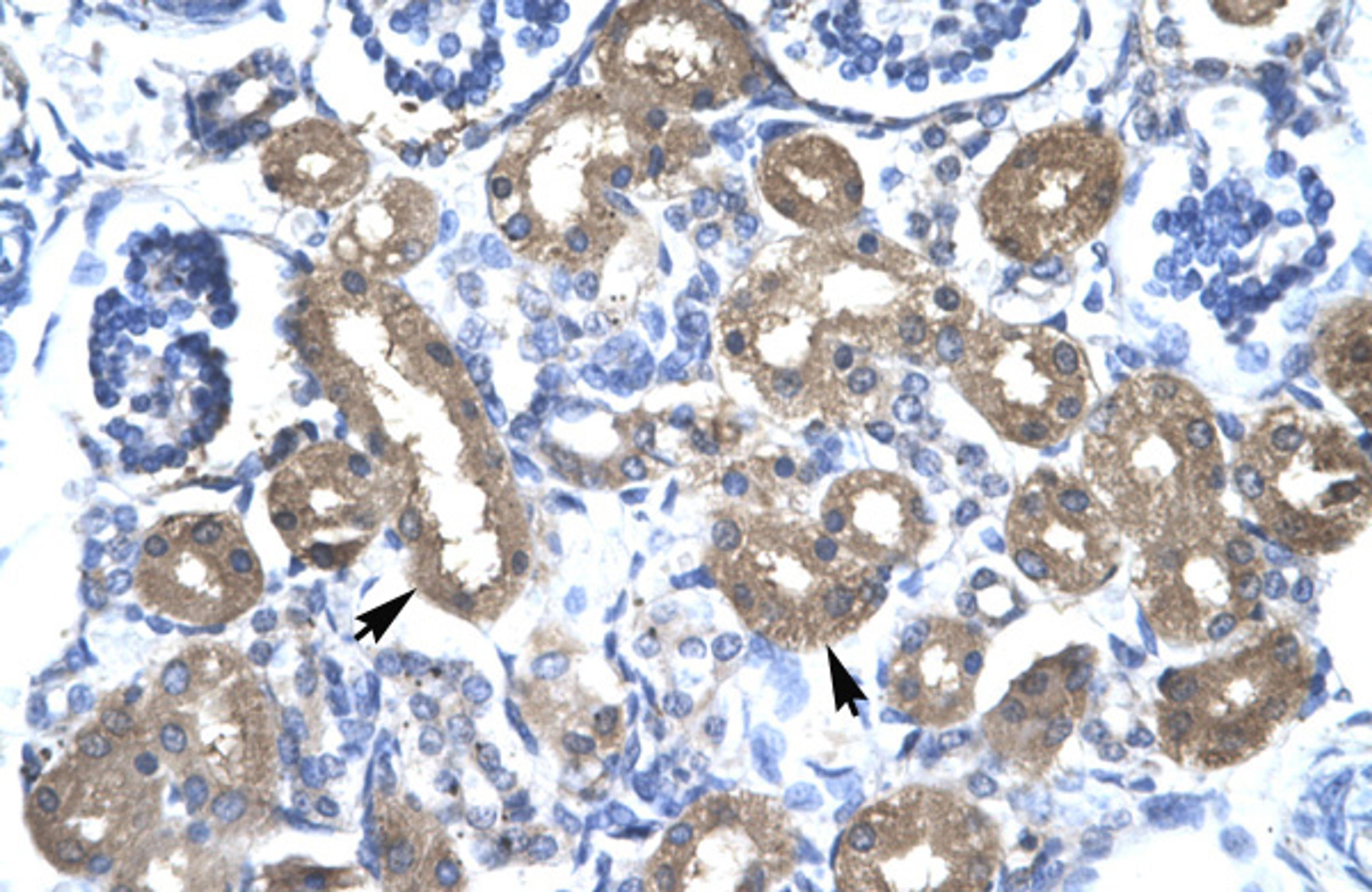 Antibody used in IHC on Human kidney at 4.0-8.0 ug/ml.