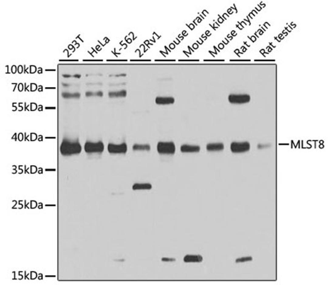 Western blot - MLST8 antibody (A1059)