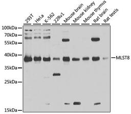 Western blot - MLST8 antibody (A1059)