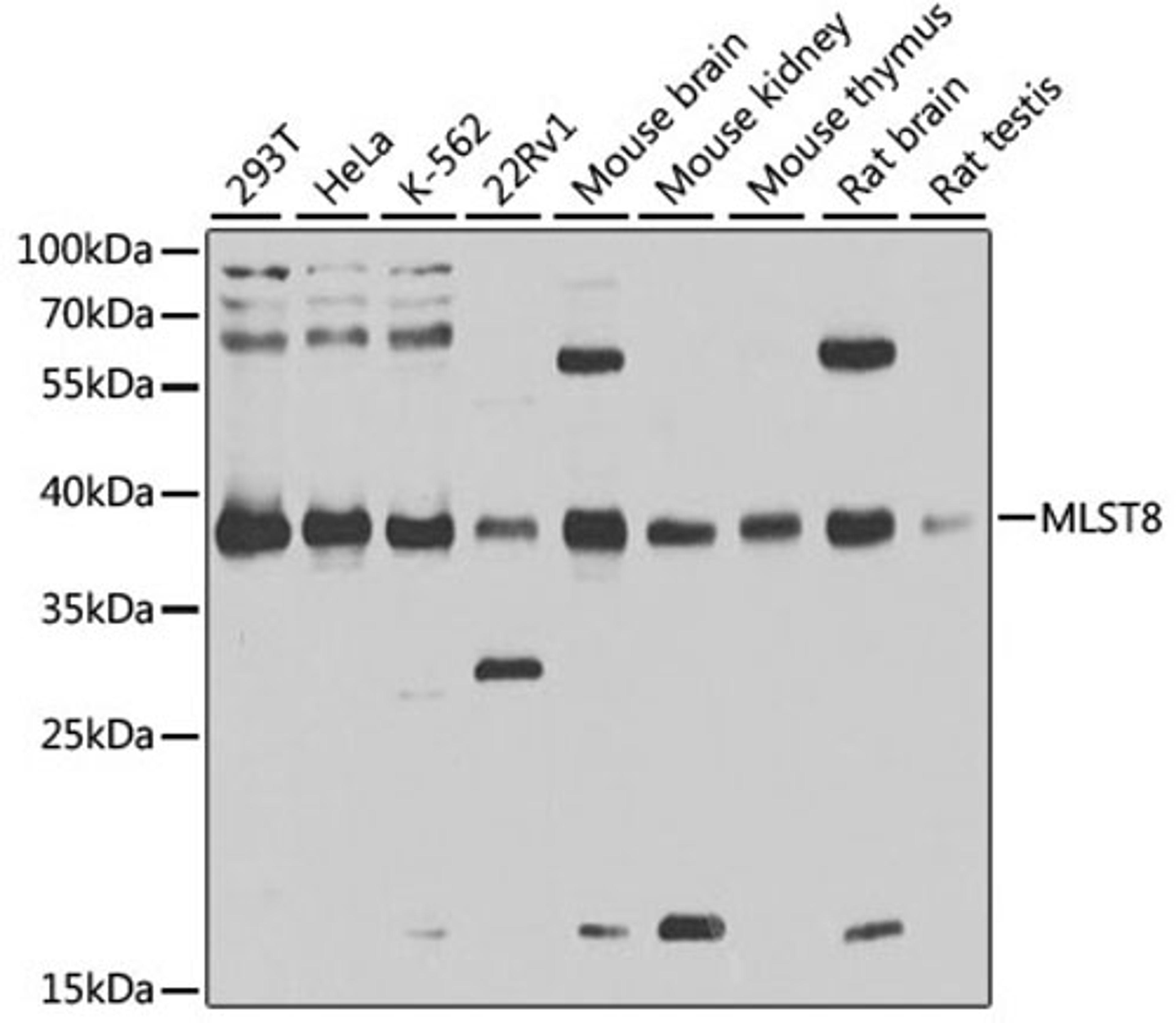 Western blot - MLST8 antibody (A1059)