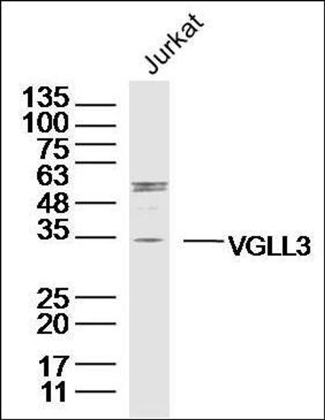 Western blot analysis of Jurkat human Cell LysateÃ¯Â¿Â½ using VGLL3 antibody.