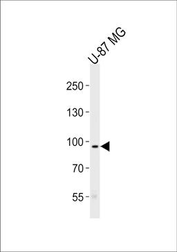 Western blot analysis of lysate from U-87 MG cell line, using TYRO3 Antibody at 1:1000 at each lane.