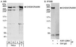 Detection of human CHD9/CReMM by western blot and immunoprecipitation.