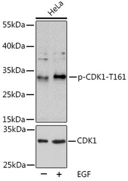 Western blot - Phospho-CDK1-T161 pAb (AP0324)