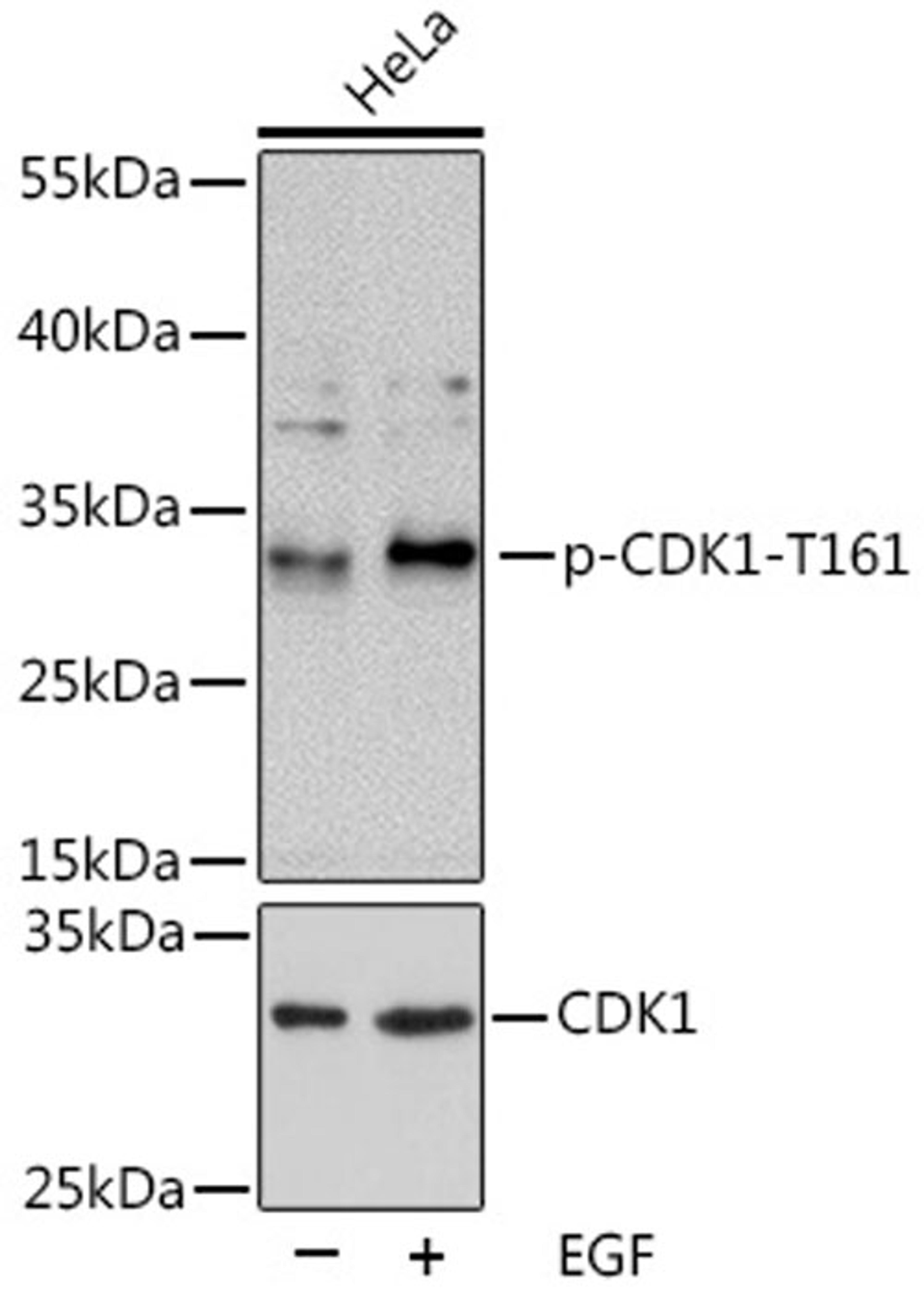 Western blot - Phospho-CDK1-T161 pAb (AP0324)