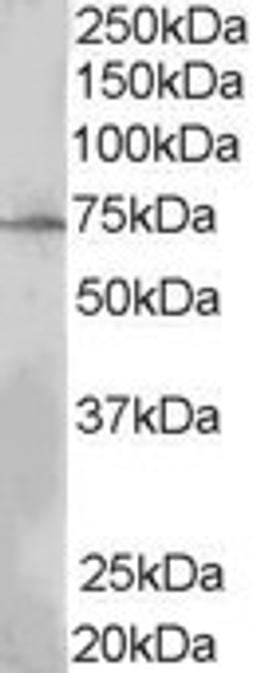 45-844 (0.3ug/ml) staining of MOLT4 lysate (35ug protein in RIPA buffer). Primary incubation was 1 hour. Detected by chemiluminescence.