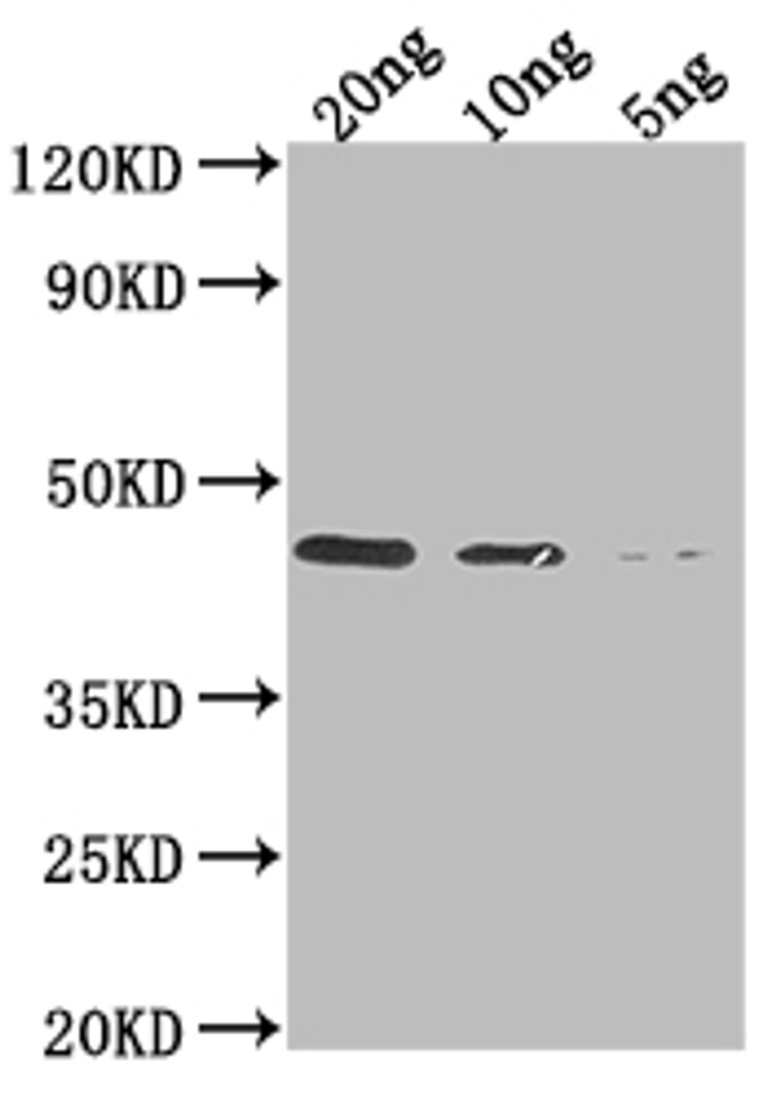 Western Blot. Positive WB detected in Recombinant protein. All lanes: DERP1 antibody at 1:2000. Secondary. Goat polyclonal to rabbit IgG at 1/50000 dilution. Predicted band size: 41 kDa. Observed band size: 41 kDa.