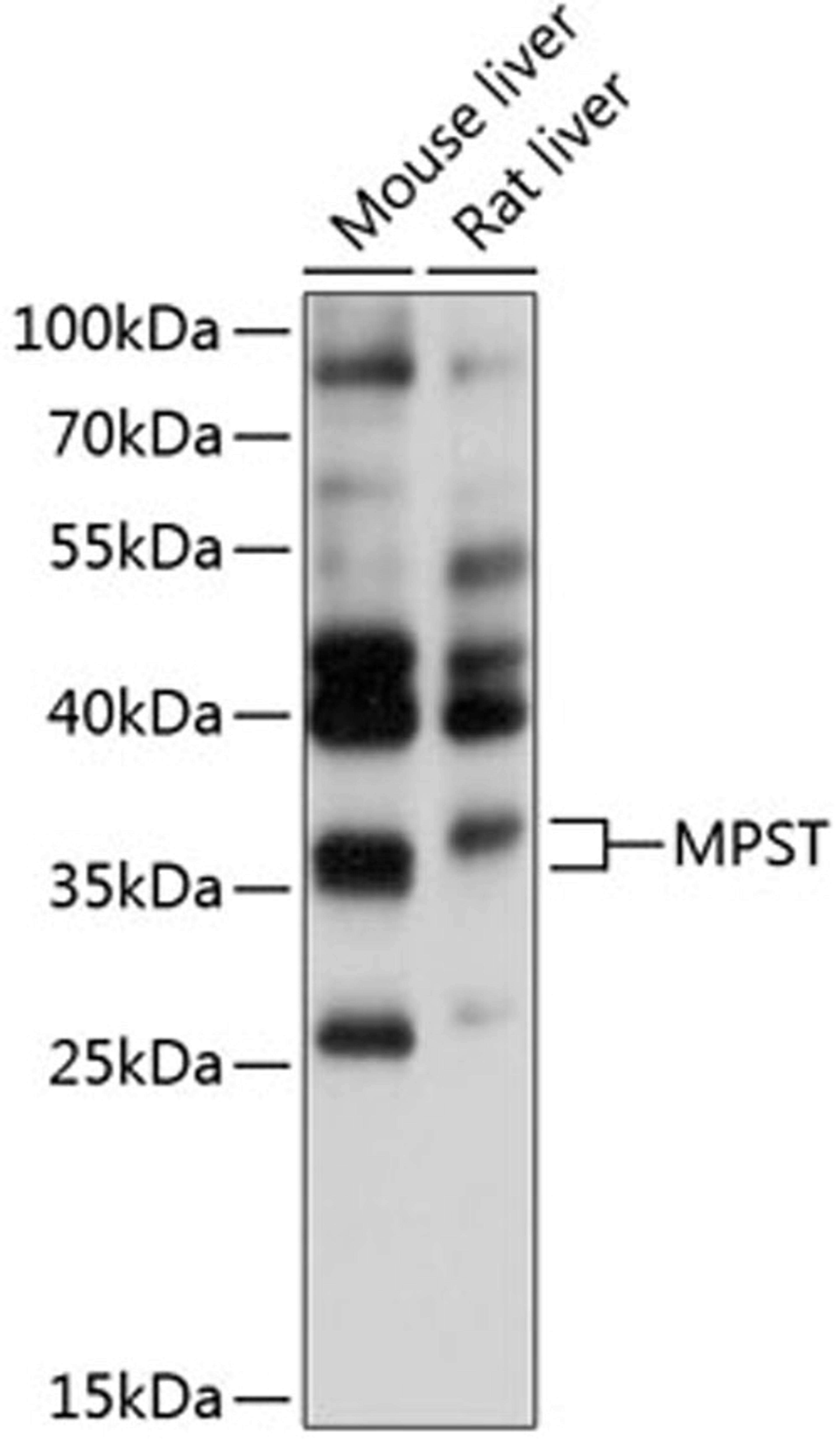 Western blot - MPST antibody (A11587)