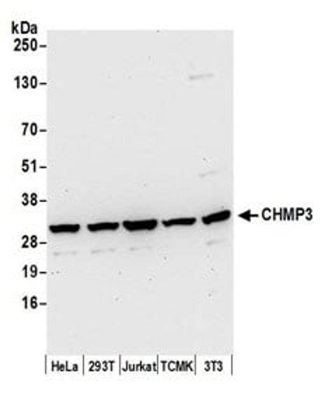 Detection of human and mouse CHMP3 by western blot.