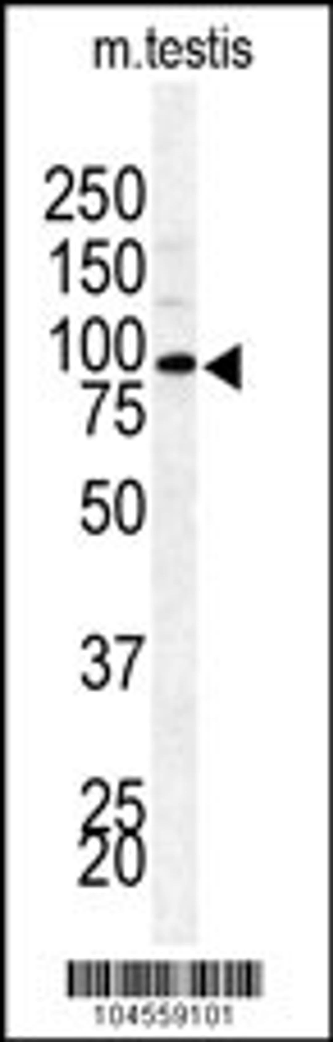 Western blot analysis of BAP1 Antibody in mouse testis lysates (35ug/lane)