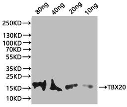 Western Blot. Positive WB detected in: recombinant protein. All lanes:tbx20 Antibody at 1:1000. Secondary. Goat polyclonal to rabbit IgG at 1/20000 dilution. Predicted band size: 26.42 kDa. Observed band size: 28 kDa. 