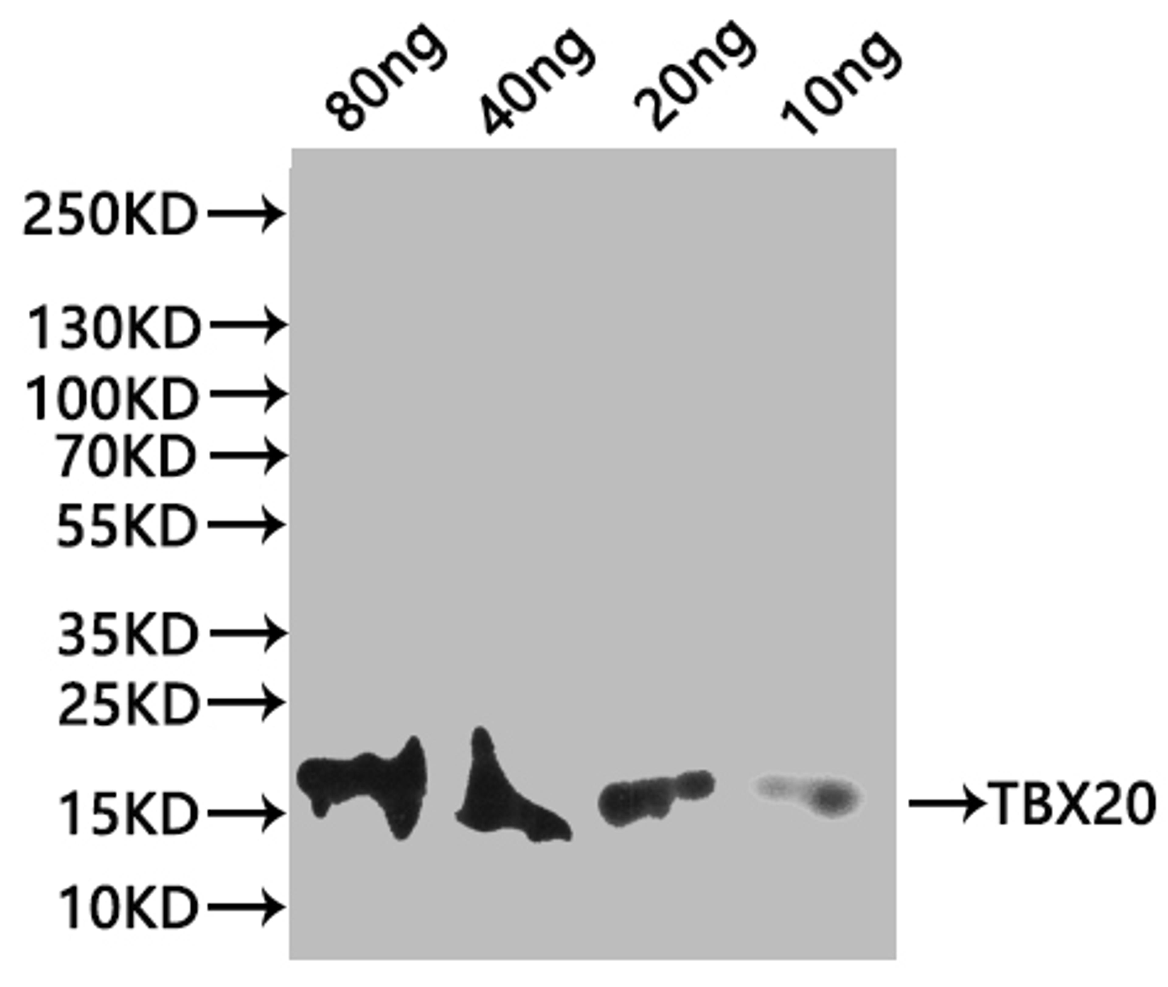 Western Blot. Positive WB detected in: recombinant protein. All lanes:tbx20 Antibody at 1:1000. Secondary. Goat polyclonal to rabbit IgG at 1/20000 dilution. Predicted band size: 26.42 kDa. Observed band size: 28 kDa. 