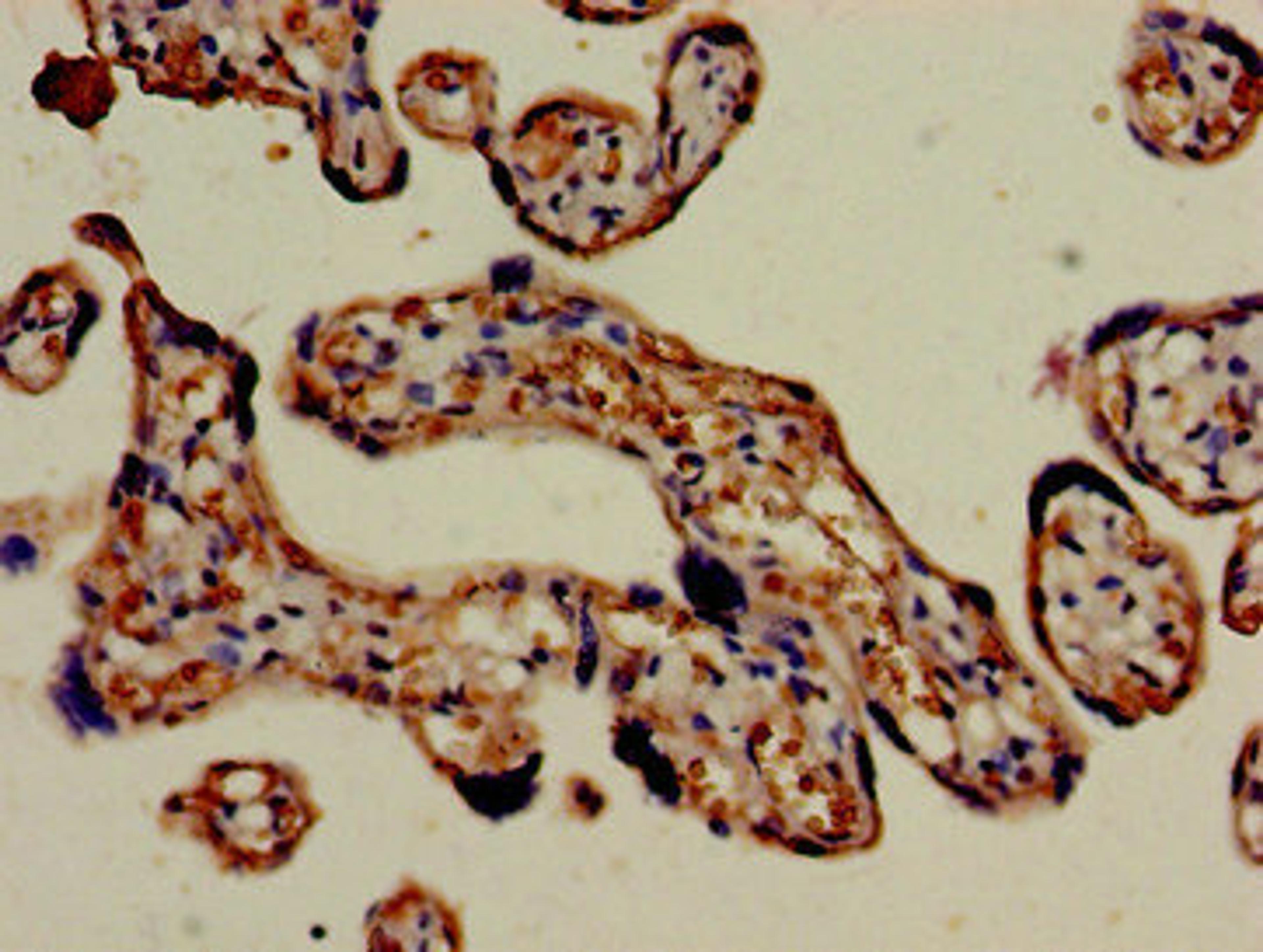 Immunohistochemistry of paraffin-embedded human placenta tissue using CSB-PA008543LA01HU at dilution of 1:100