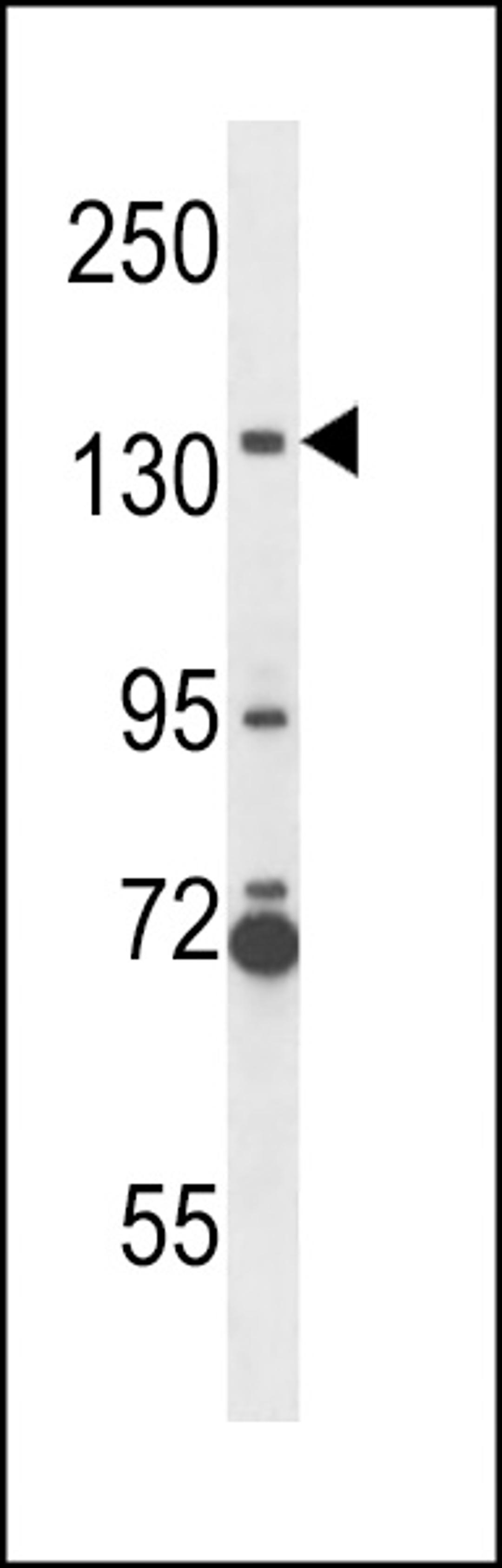 Western blot analysis in NCI-H292 cell line lysates (35ug/lane).