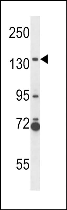 Western blot analysis in NCI-H292 cell line lysates (35ug/lane).