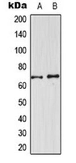 Western blot analysis of U251MG (Lane 1), NIH3T3 (Lane 2) whole cell lysates using CDKL3 antibody