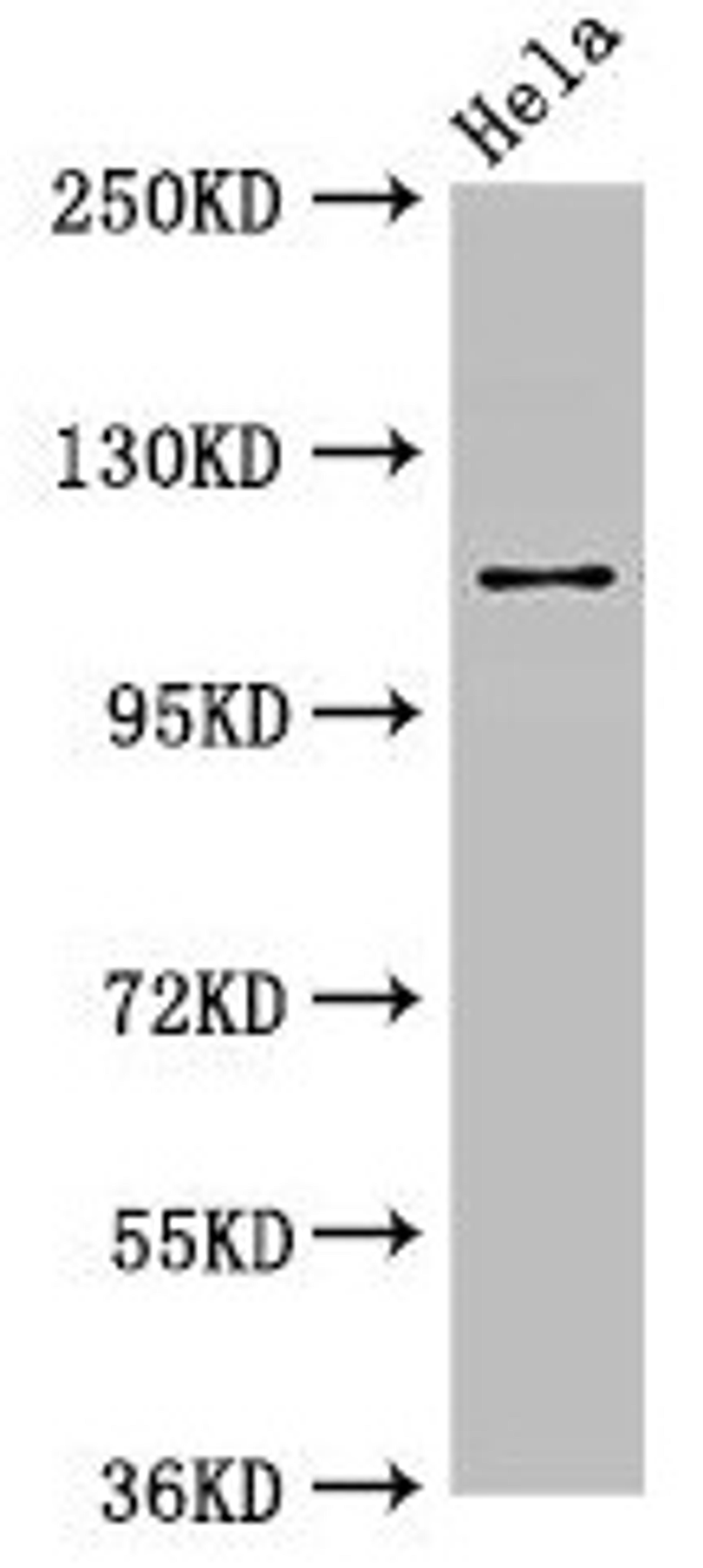 Western Blot. Positive WB detected in: Hela whole cell lysate. All lanes: SEC23IP antibody at 2.7µg/ml. Secondary. Goat polyclonal to rabbit IgG at 1/50000 dilution. Predicted band size: 112, 103 kDa. Observed band size: 112 kDa