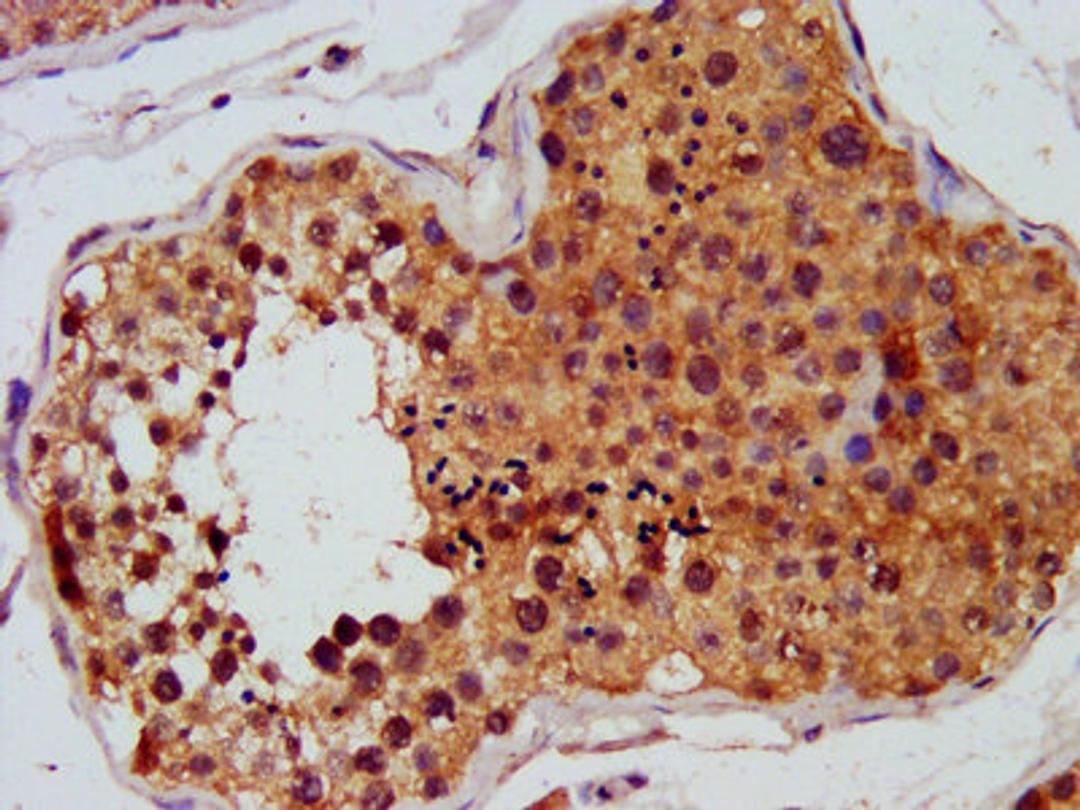 IHC image of CSB-PA008646LA01HU diluted at 1:450 and staining in paraffin-embedded human testis tissue performed on a Leica BondTM system. After dewaxing and hydration, antigen retrieval was mediated by high pressure in a citrate buffer (pH 6.0). Section was blocked with 10% normal goat serum 30min at RT. Then primary antibody (1% BSA) was incubated at 4&deg;C overnight. The primary is detected by a biotinylated secondary antibody and visualized using an HRP conjugated SP system.