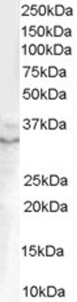 45-663 (0.1ug/ml) staining of Human Prostate lysate (35ug protein in RIPA buffer). Detected by chemiluminescence.