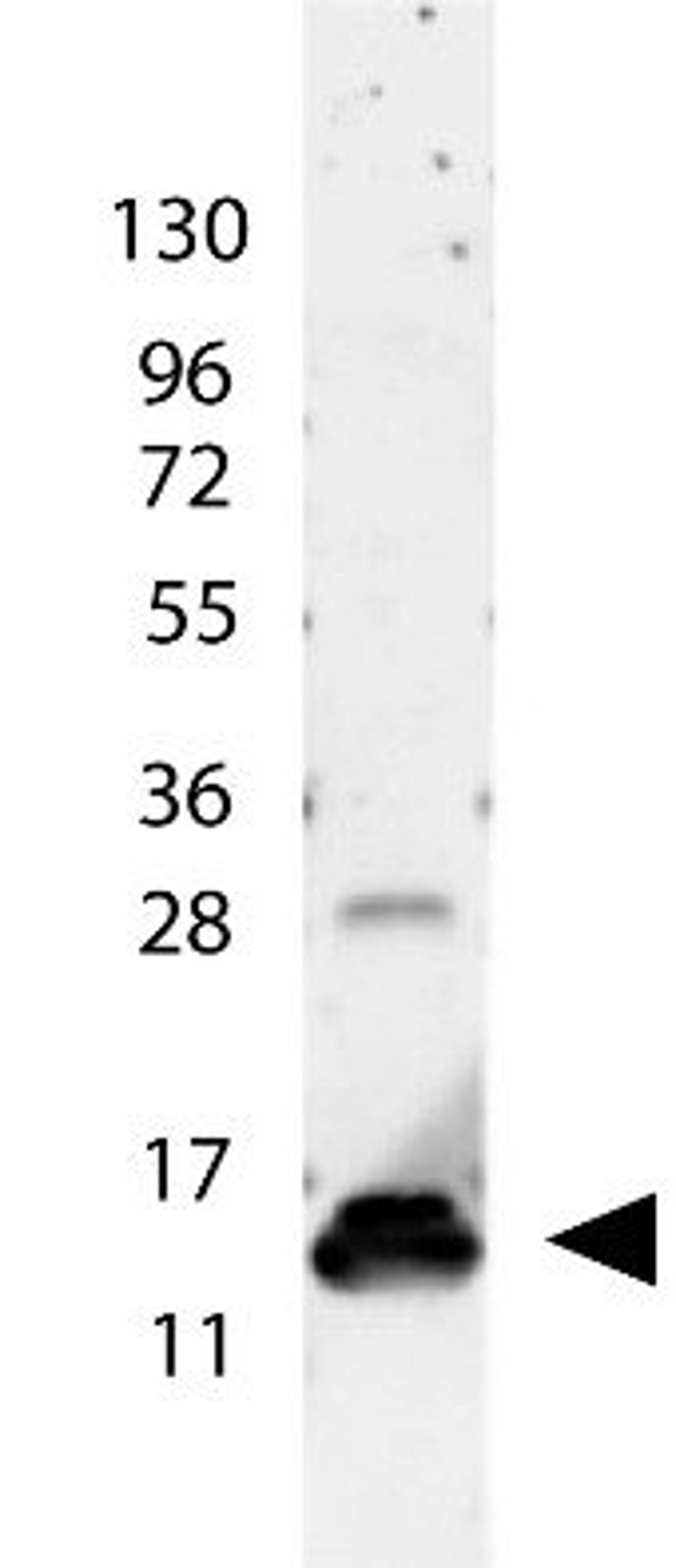 Western blot analysis of molecular weight markers are also shown (left) using IL-9 antibody