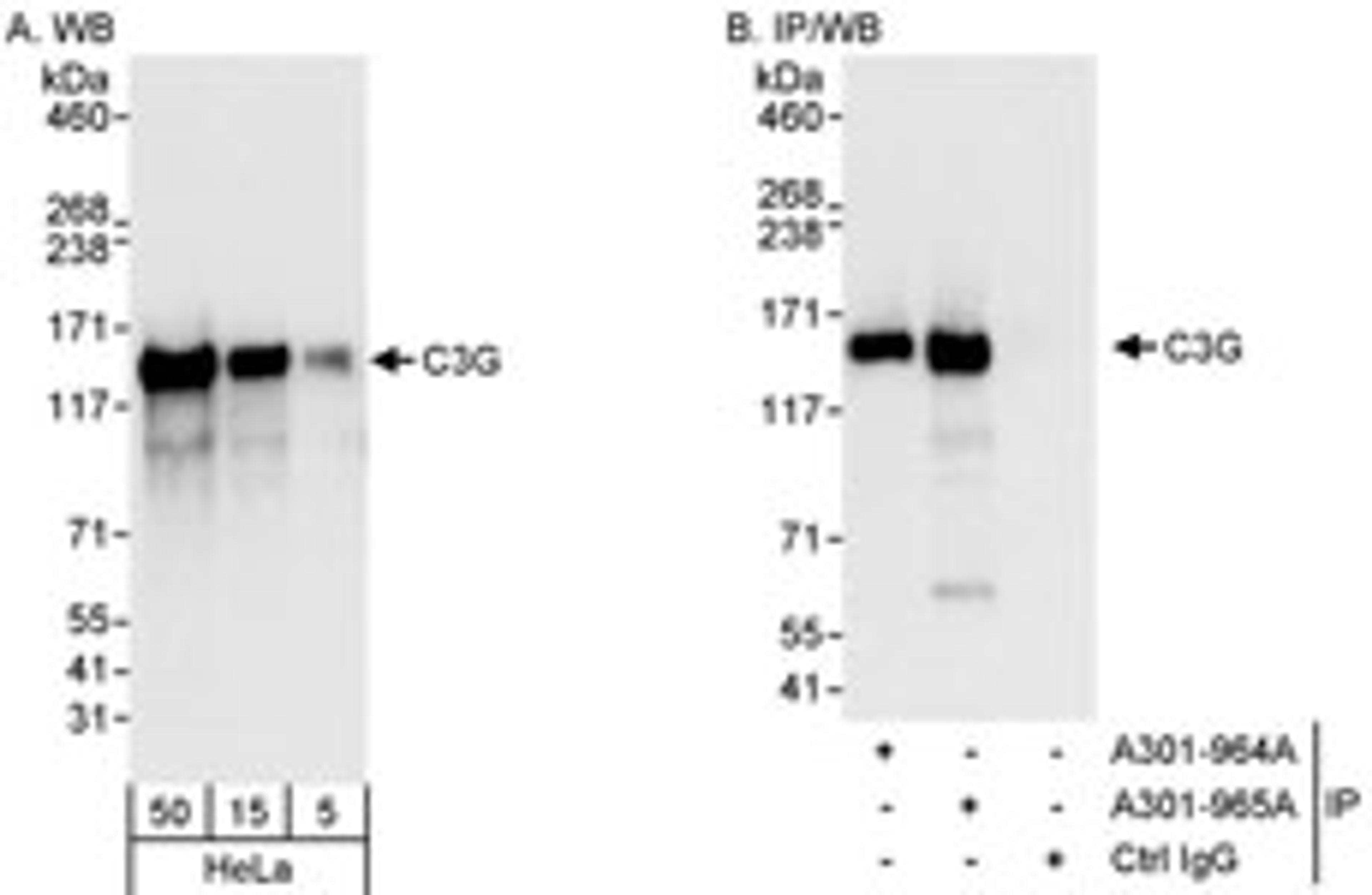 Detection of human C3G by western blot and immunoprecipitation.