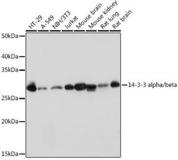 Western blot - 14-3-3 alpha/beta Rabbit mAb (A9151)