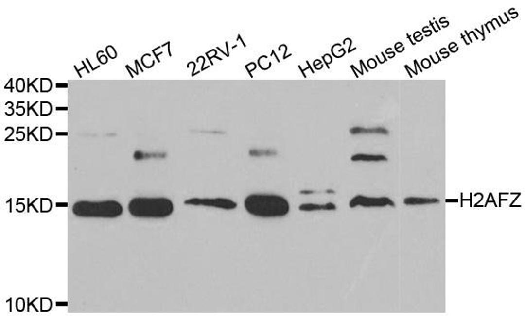 Western blot analysis of extracts of various cell lines using H2AFZ antibody