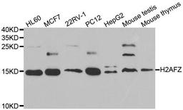 Western blot analysis of extracts of various cell lines using H2AFZ antibody