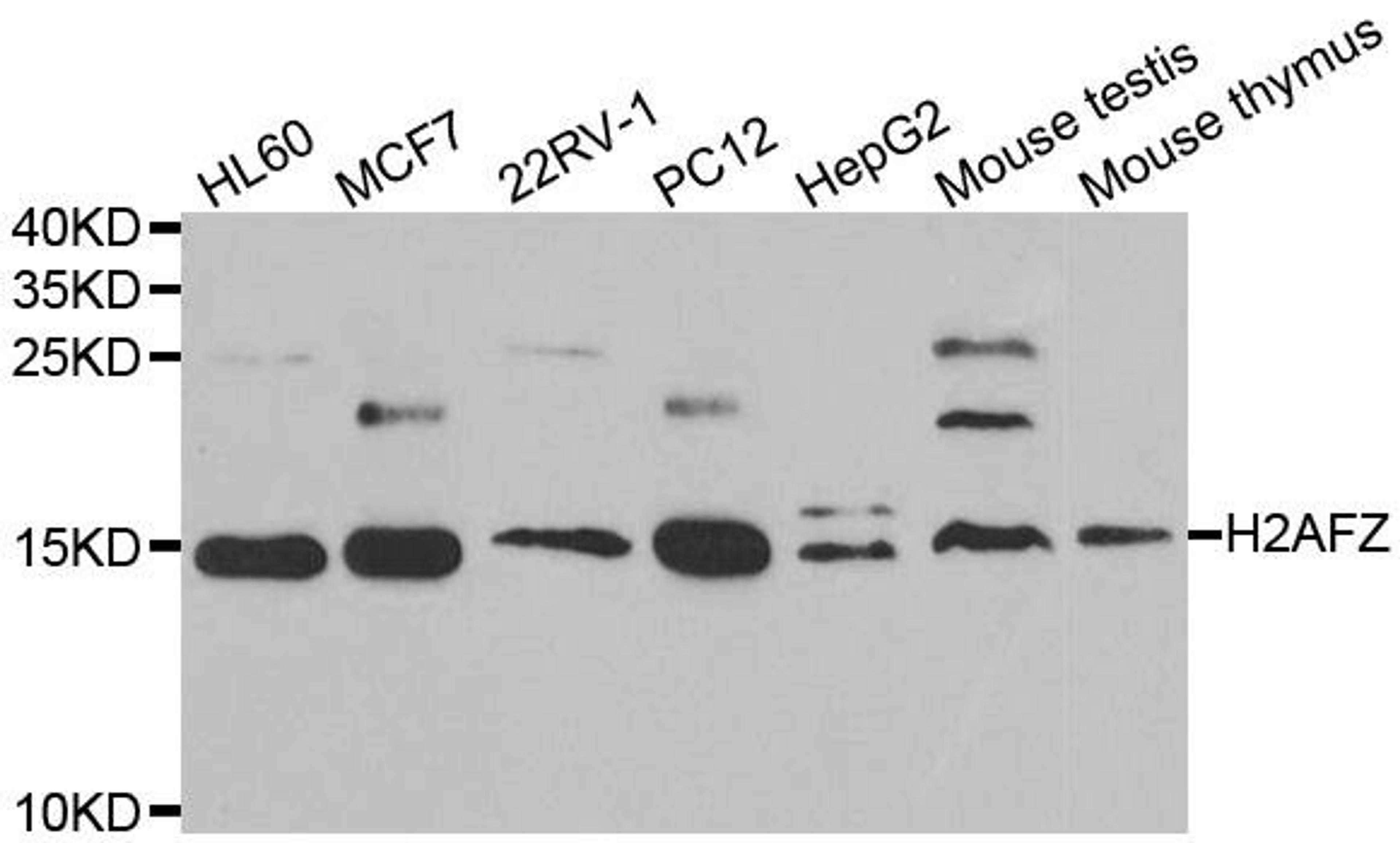 Western blot analysis of extracts of various cell lines using H2AFZ antibody