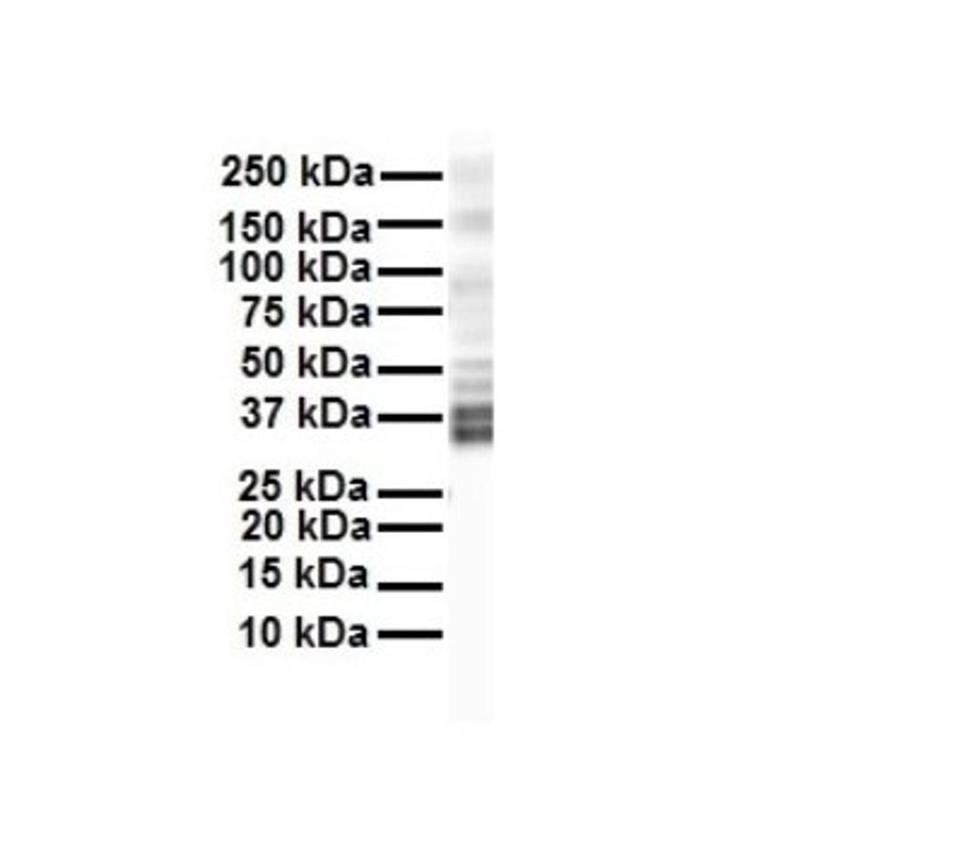 Western Blot: KvBeta2 Antibody [NBP1-80271] - Antibody  Titration: 1 ug/ml Human HepG2.