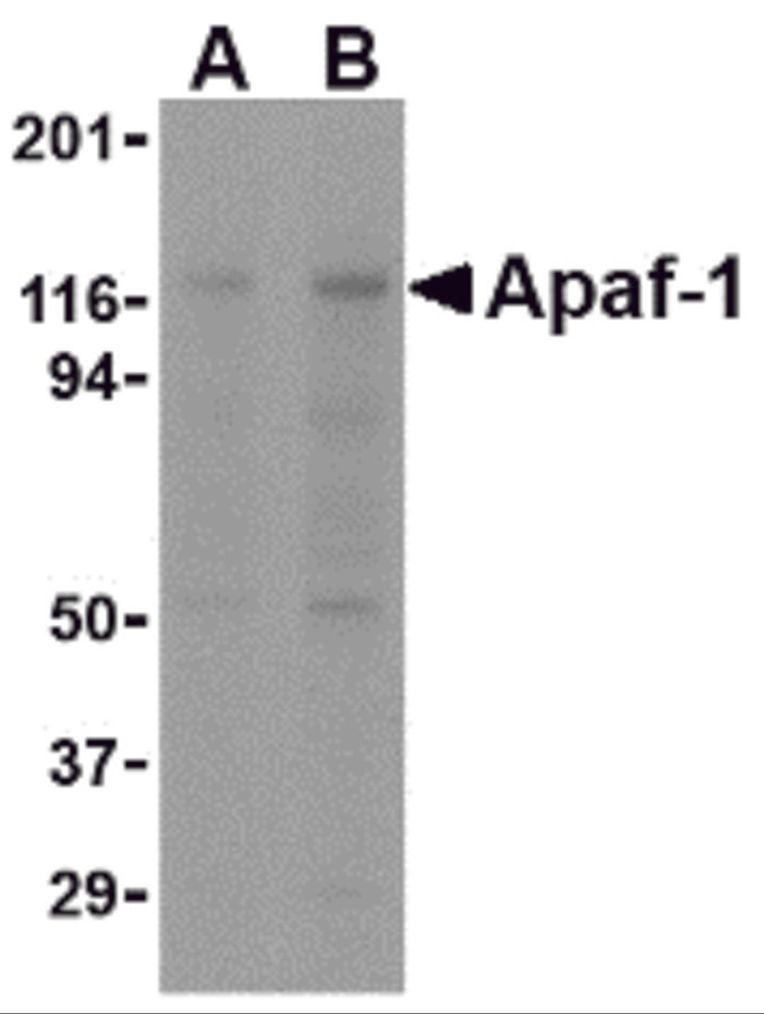 Western blot analysis of Apaf1 in K562 cell lysate with Apaf1 antibody at (A) 0.25 and (B) 0.5 mg/mL.