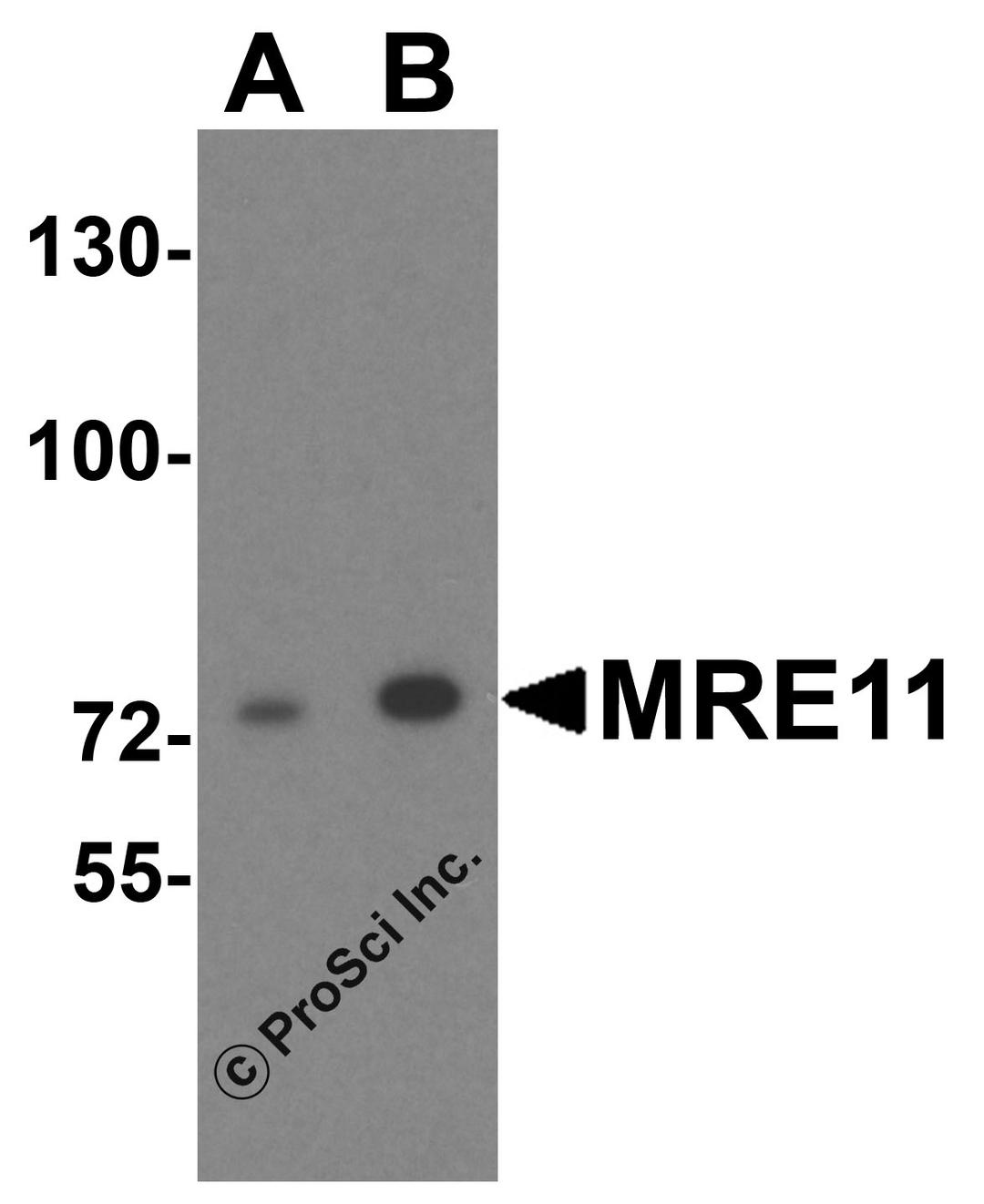 Western blot analysis of MRE11 in A549 cell lysate with MRE11 antibody at (A) 1 and (B) 2 μg/mL.