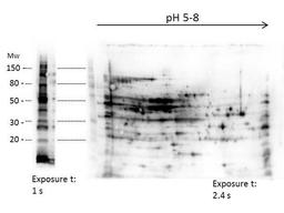 Western blot analysis of E.coli Host Cell Protein using E.coli Combined HCP antibody