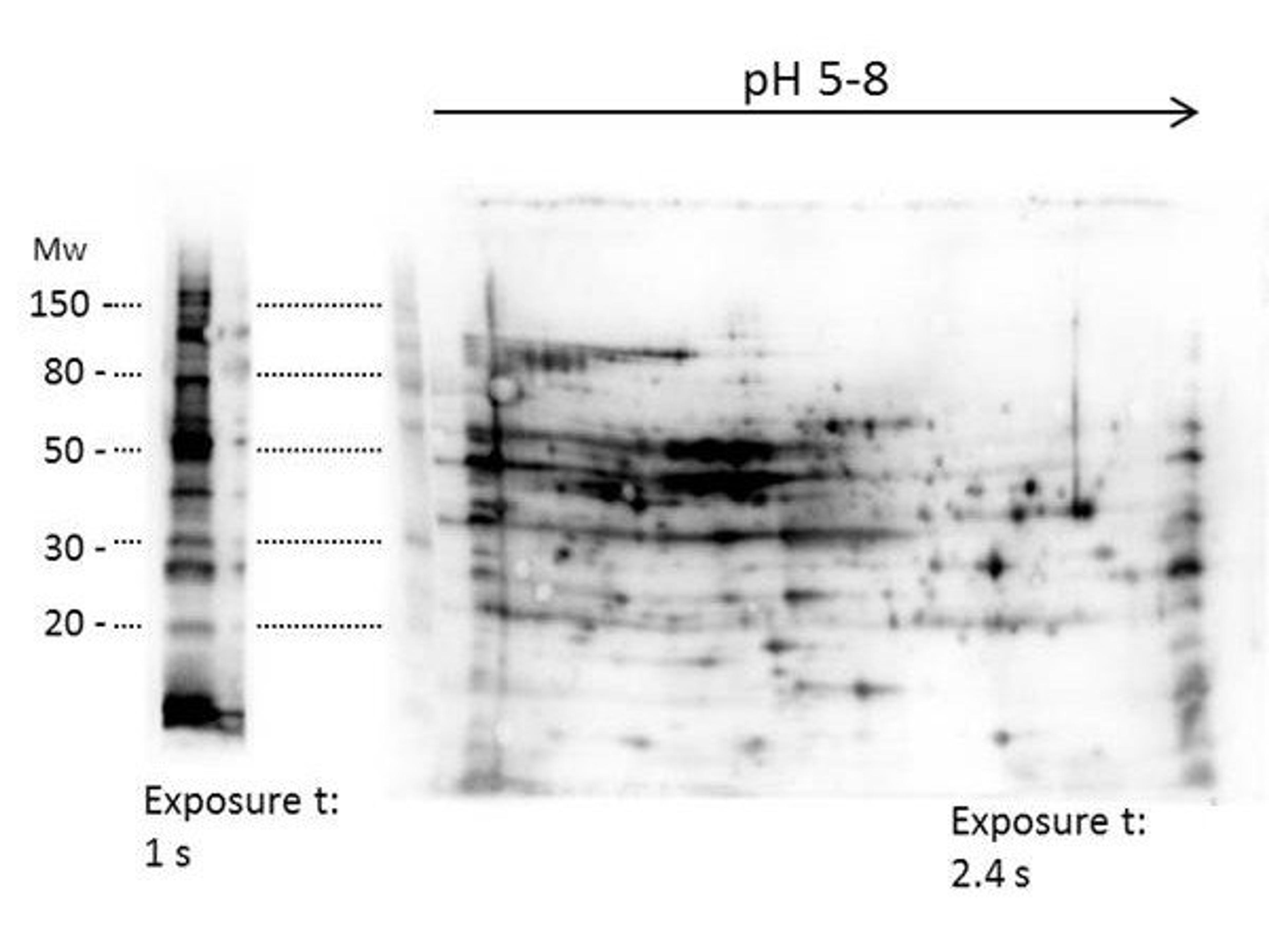 Western blot analysis of E.coli Host Cell Protein using E.coli Combined HCP antibody