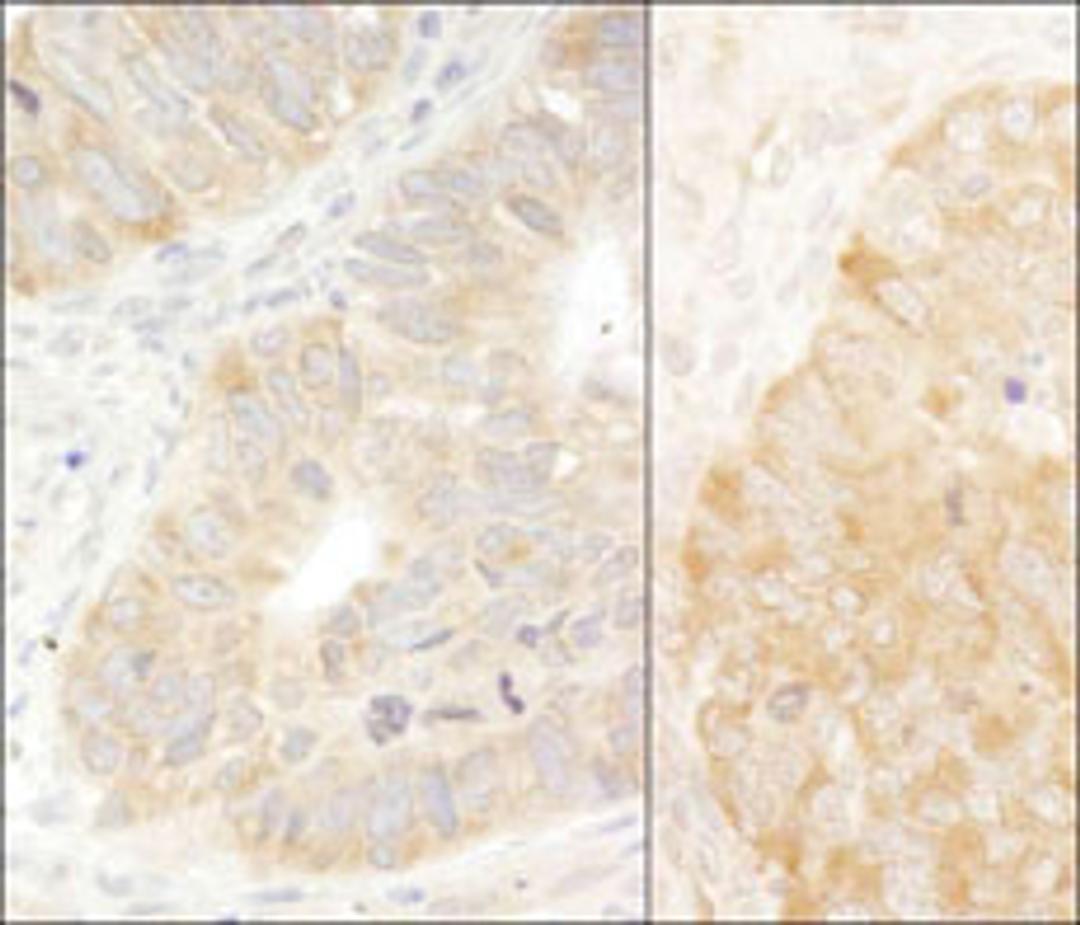 Detection of human and mouse eIF2alpha/EIF2S1 by immunohistochemistry.