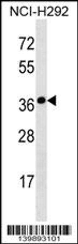 Western blot analysis in NCI-H292 cell line lysates (35ug/lane).