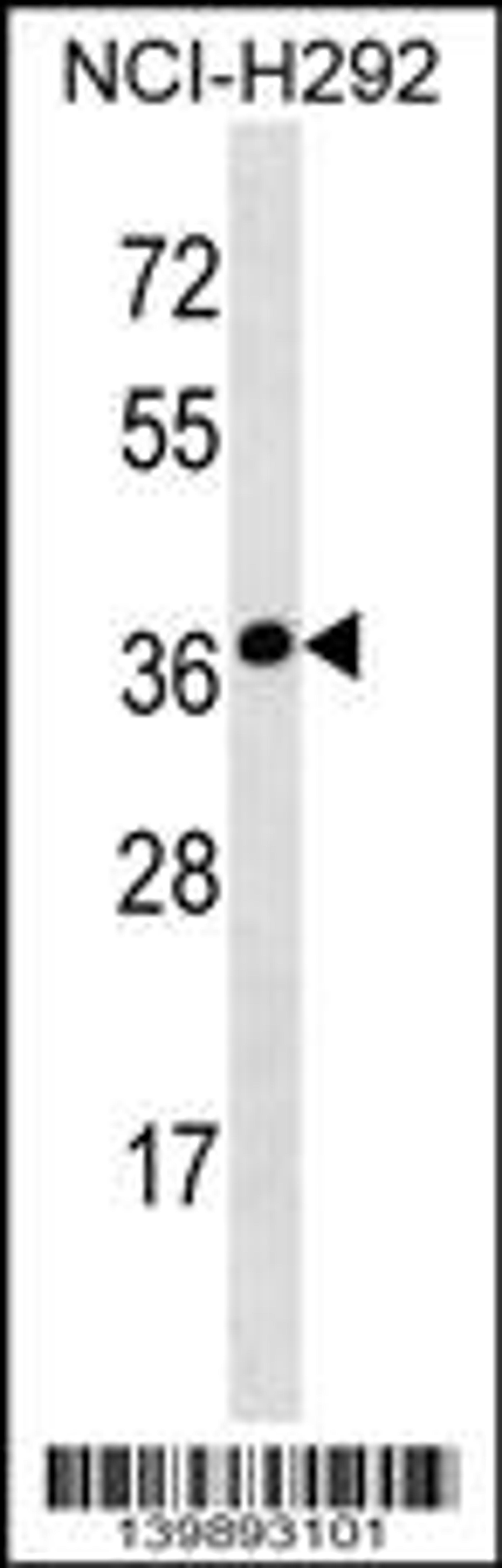 Western blot analysis in NCI-H292 cell line lysates (35ug/lane).