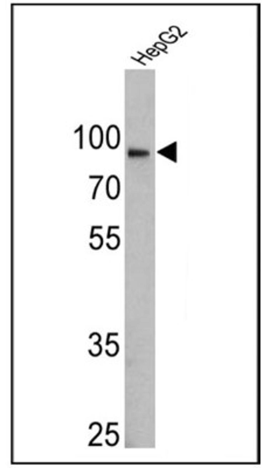 Western Blot: Calnexin Antibody (AF18) [NB300-518] - Analysis of 25 ug of HepG2 lysate.