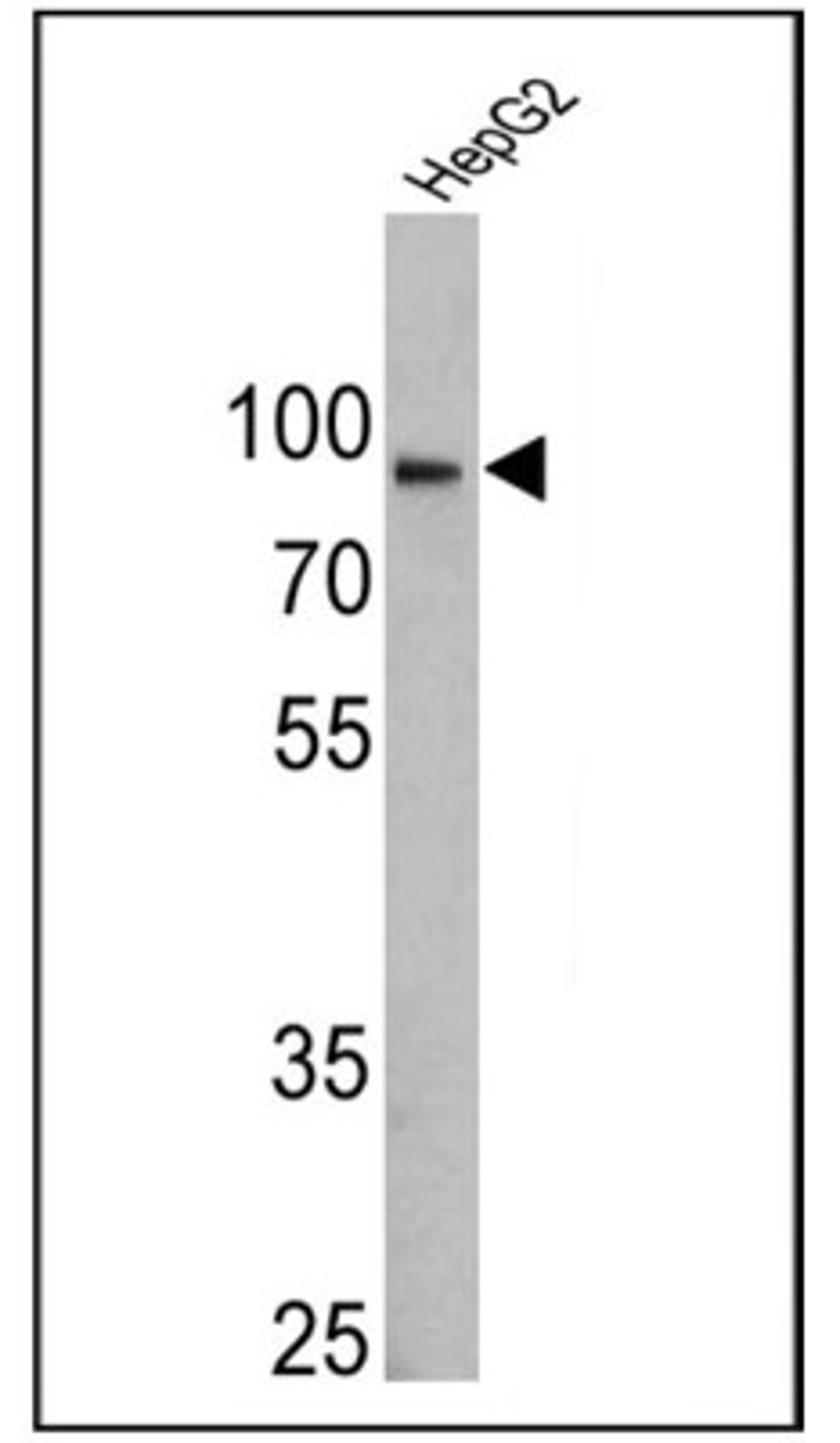 Western Blot: Calnexin Antibody (AF18) [NB300-518] - Analysis of 25 ug of HepG2 lysate.