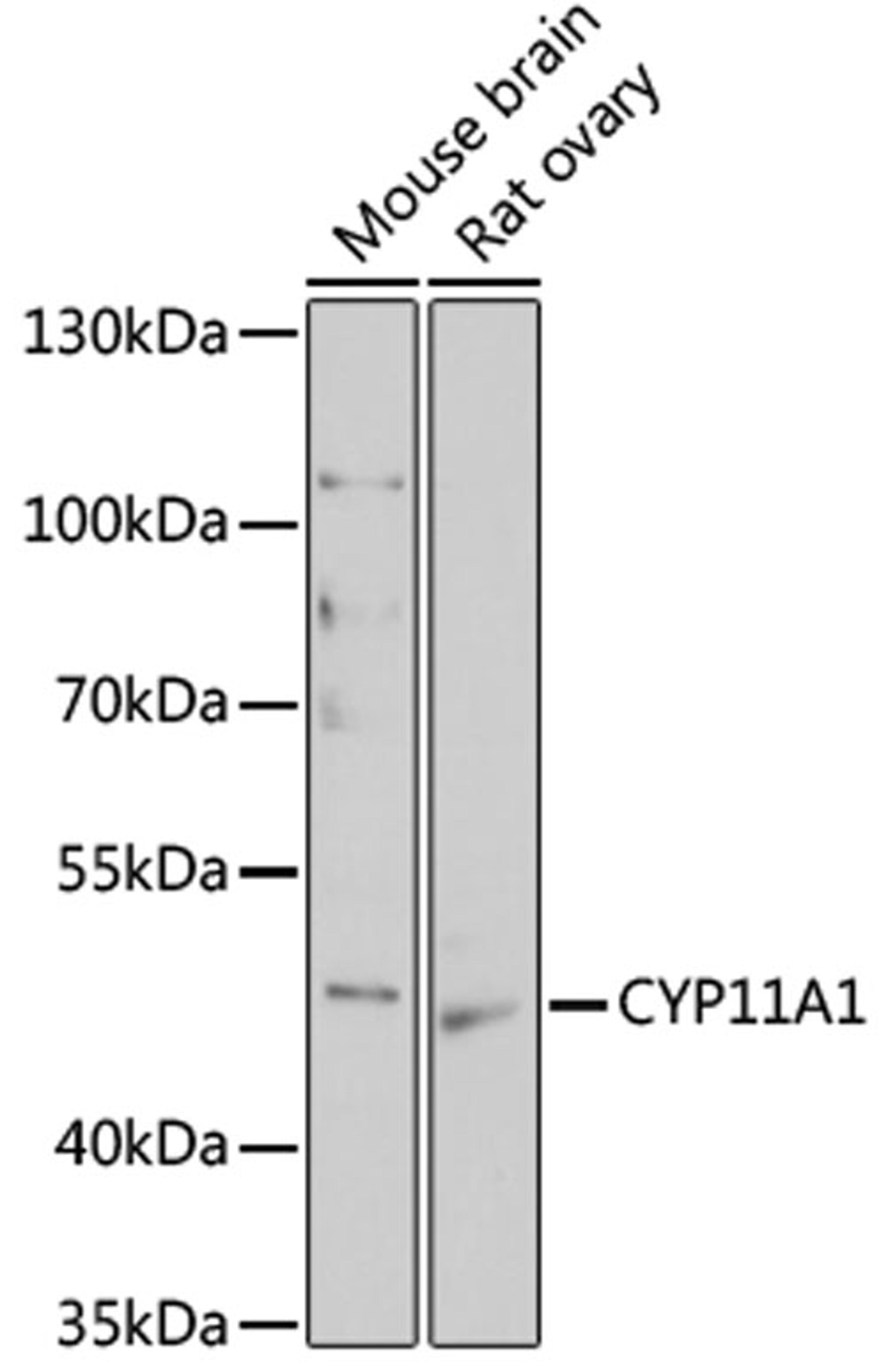 Western blot - CYP11A1 antibody (A16363)