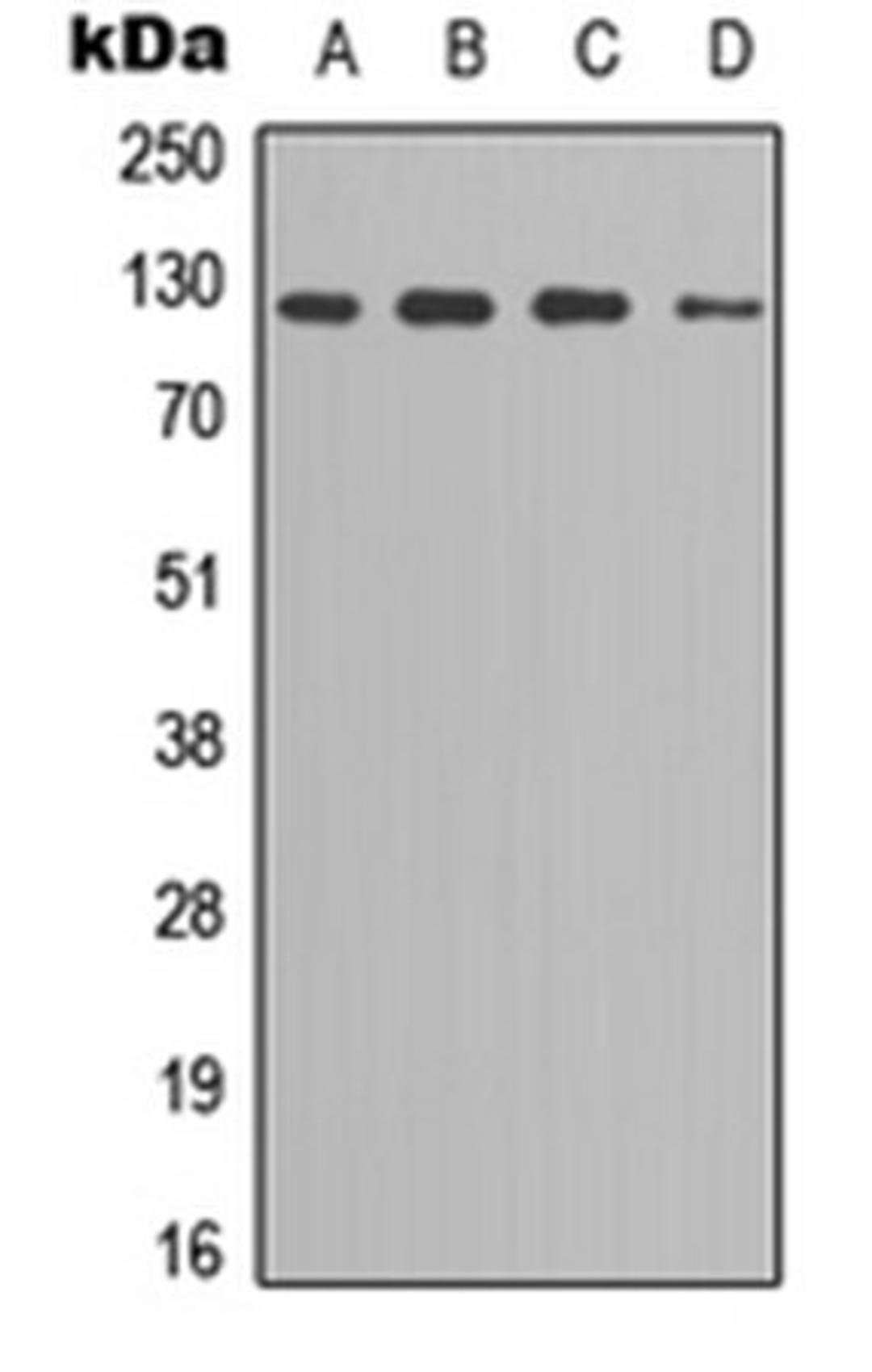 Western blot analysis of MCF7 (Lane 1), PC3 (Lane 2), Hela (Lane 3), NIH3T3 (Lane 4) whole cell lysates using SREBP1 (Phospho-S439) antibody