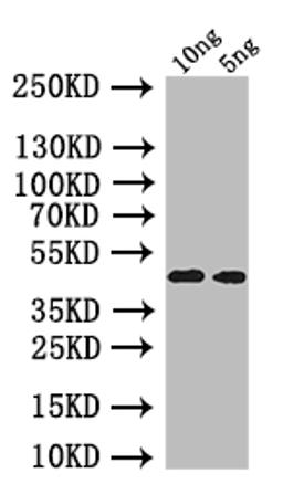 Western Blot. Positive WB detected in: recombinant protein. All lanes: oprI Antibody at 1:1000. Secondary. Goat polyclonal to rabbit IgG at 1/50000 dilution. Predicted band size: 40 kDa. Observed band size: 40 kDa. 
