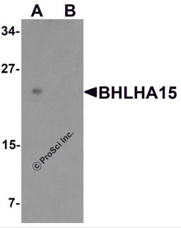 Western blot analysis of BHLHA15 in rat small Intestine tissue lysate with BHLHA15 antibody at 1 &#956;g/ml in (A) the absence and (B) the presence of blocking peptide