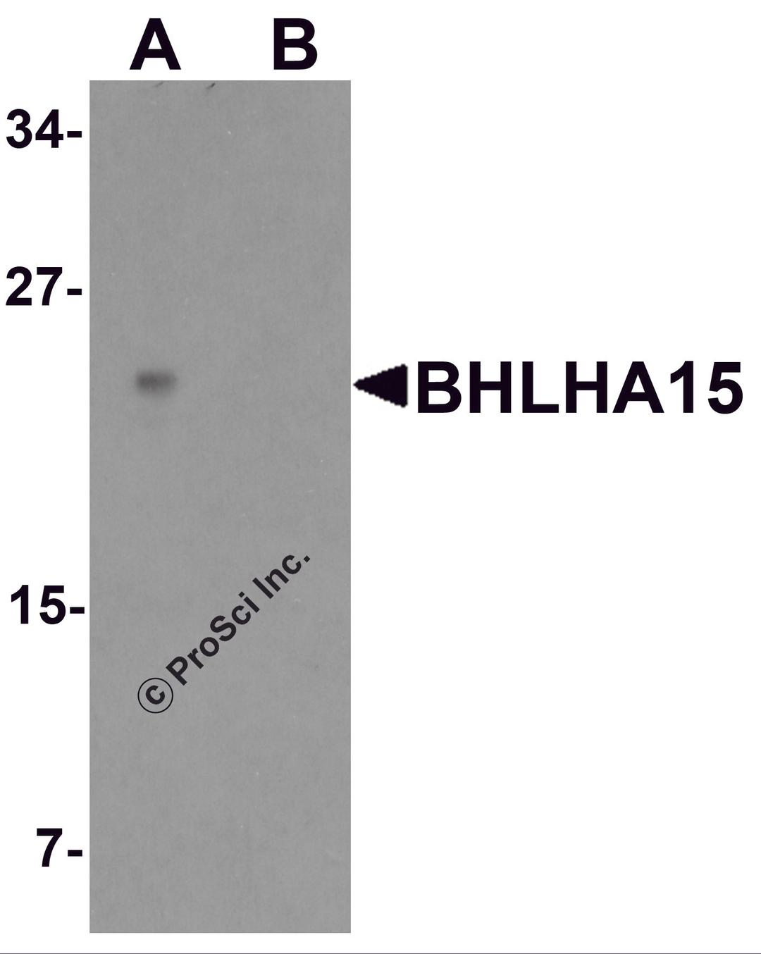 Western blot analysis of BHLHA15 in rat small Intestine tissue lysate with BHLHA15 antibody at 1 μg/ml in (A) the absence and (B) the presence of blocking peptide