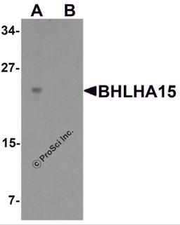 Western blot analysis of BHLHA15 in rat small Intestine tissue lysate with BHLHA15 antibody at 1 μg/ml in (A) the absence and (B) the presence of blocking peptide