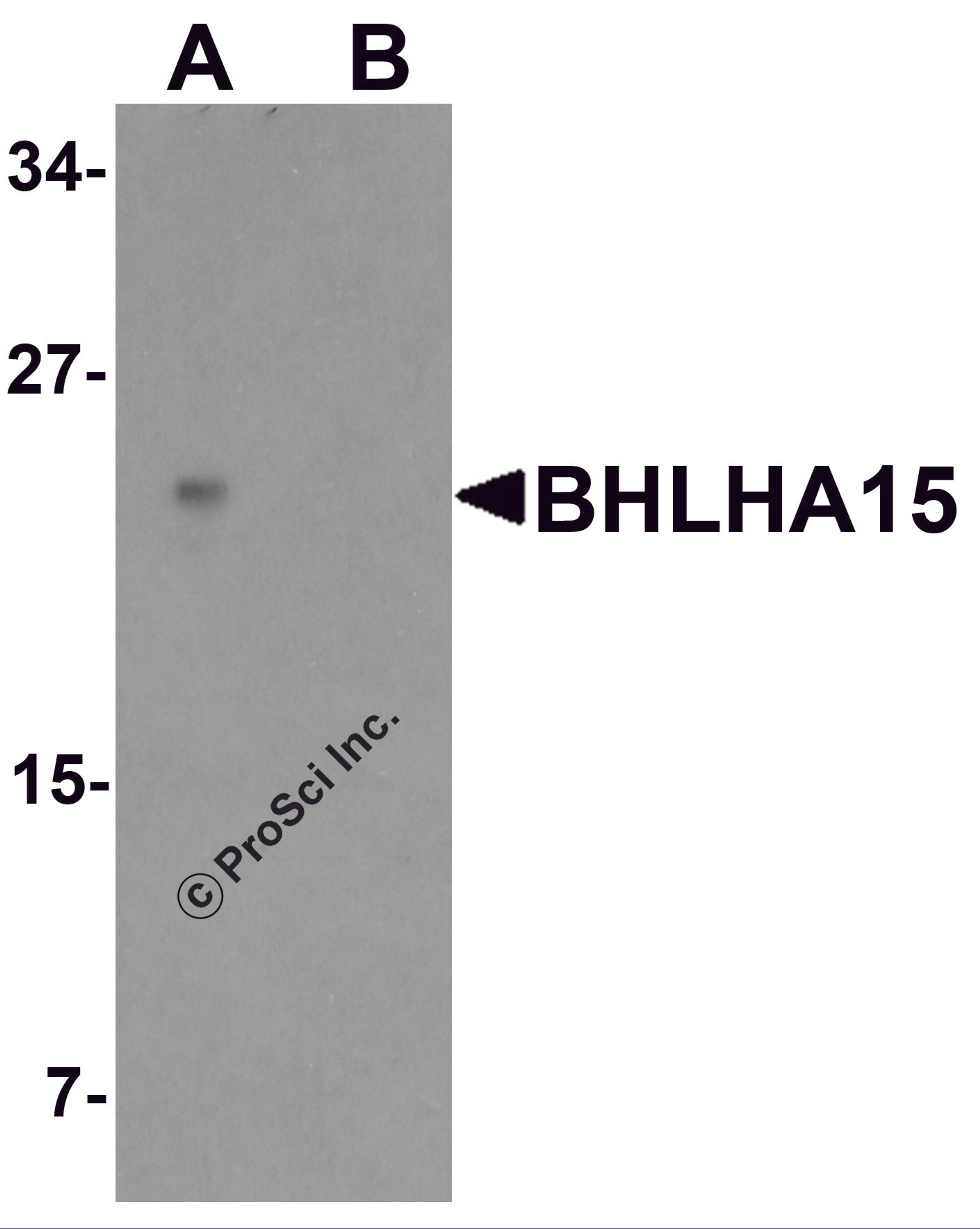 Western blot analysis of BHLHA15 in rat small Intestine tissue lysate with BHLHA15 antibody at 1 μg/ml in (A) the absence and (B) the presence of blocking peptide