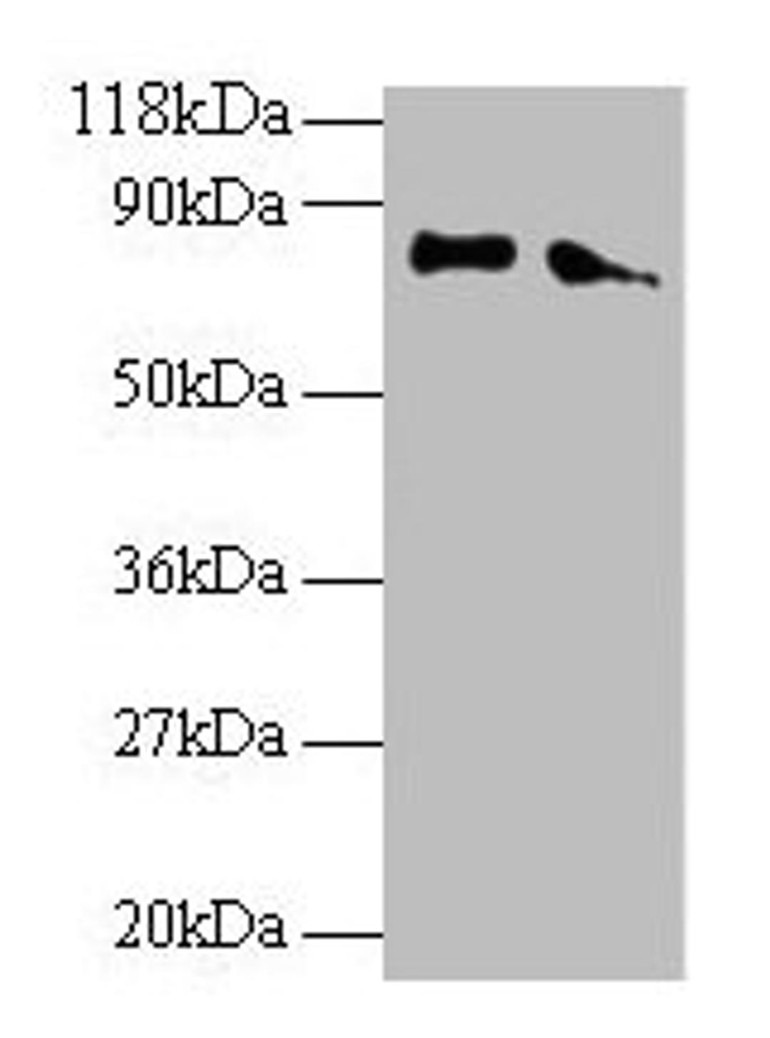 Western blot. All lanes: ERP29 antibody at 2µg/ml. Lane 1: EC109 whole cell lysate. Lane 2: 293T whole cell lysate. Secondary. Goat polyclonal to rabbit IgG at 1/15000 dilution. Predicted band size: 29, 6 kDa. Observed band size: 80 kDa